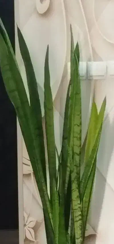 گل طبیعی و گلدان پلاستیکی و پایه گل|گل و گیاه طبیعی|مشهد, هنرور|دیوار