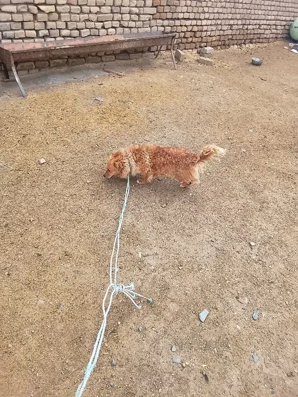 سگ .|سگ|سبزوار, قصبه شرقی|دیوار