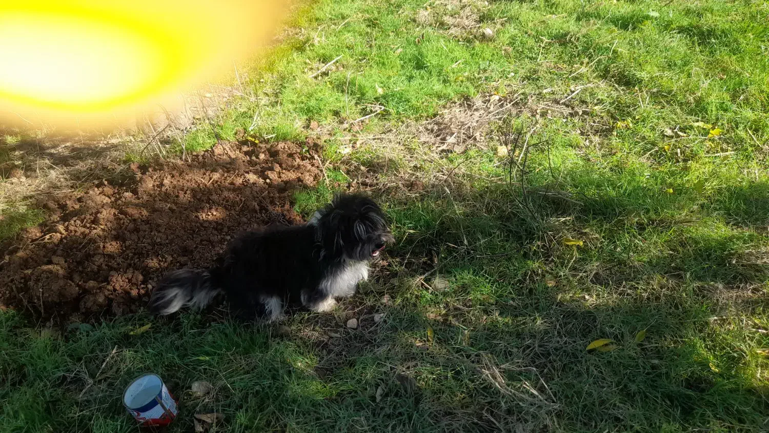 سگ پشمالو پا کوتا|سگ|نوشهر, |دیوار