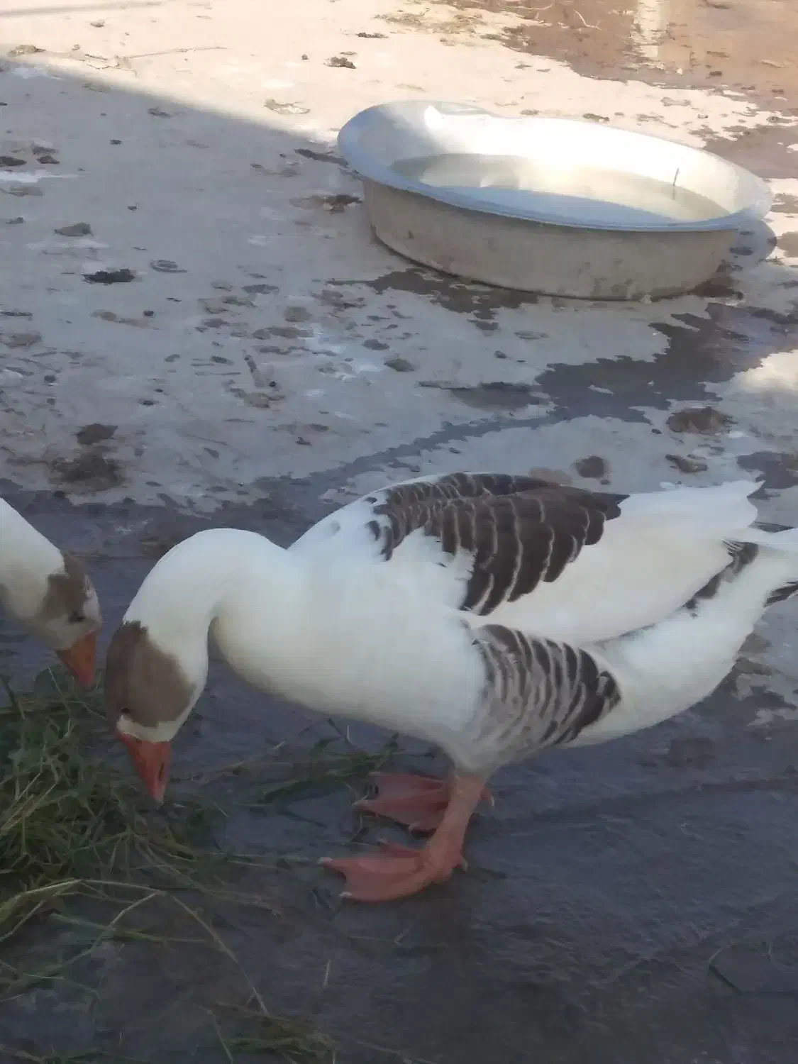 تخم غاز|حیوانات مزرعه|نگین شهر, |دیوار