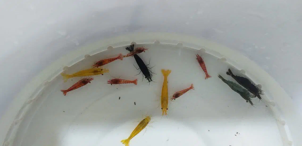 میگو زینتی|ماهی|ملایر, |دیوار