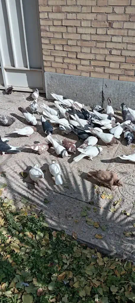 کبوتر نقشی شهرضا|پرنده|شهرضا, |دیوار