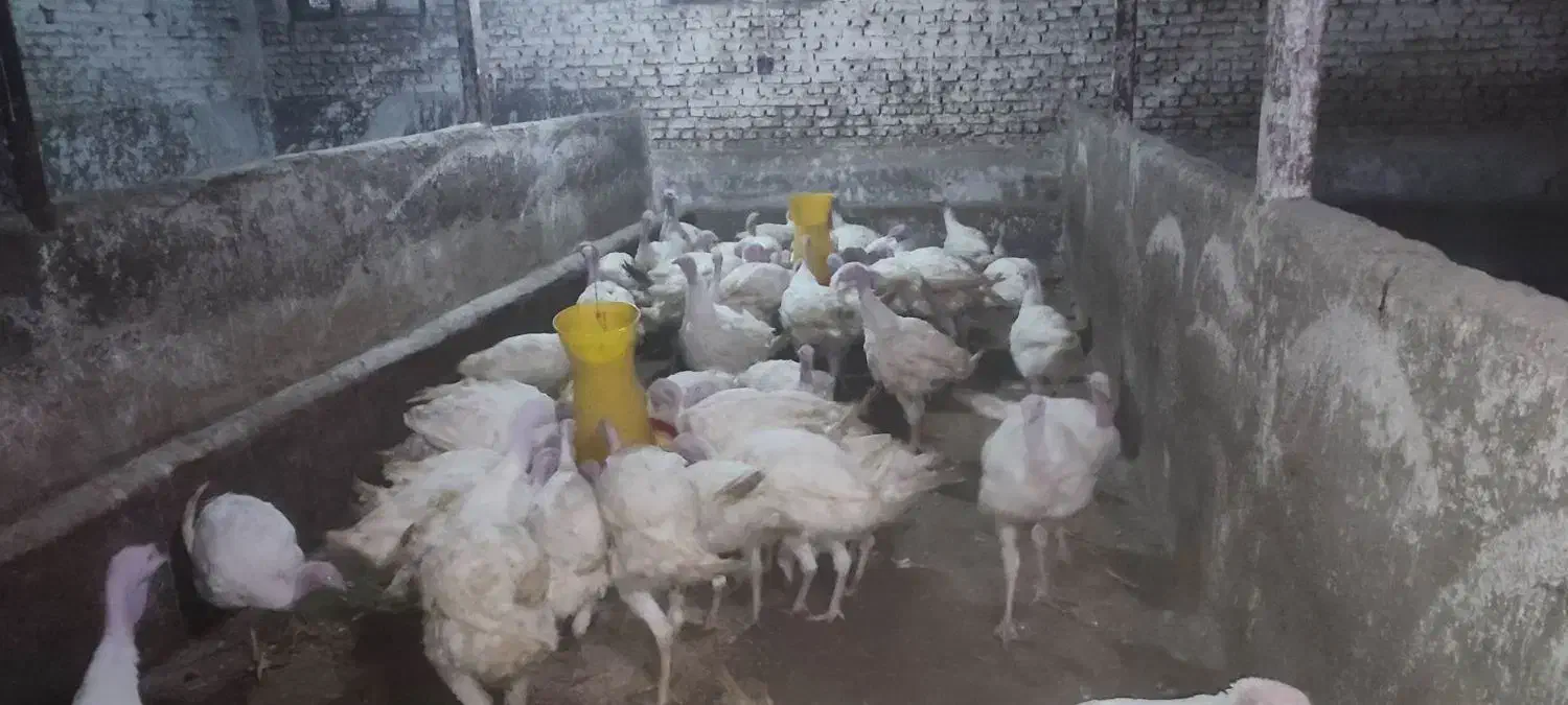 بوقلمون بیوتی 6|حیوانات مزرعه|سبزوار, قصبه غربی|دیوار