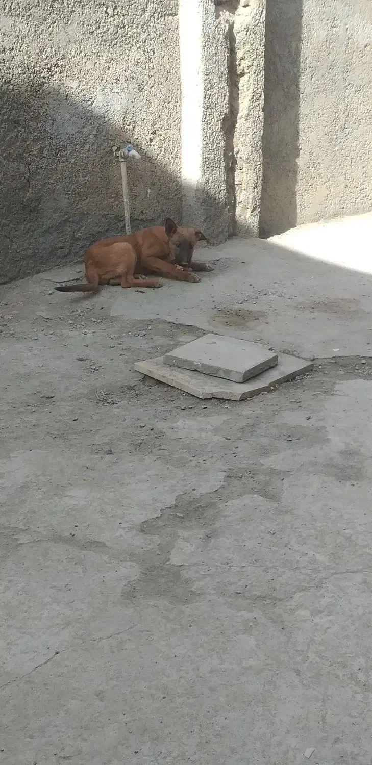 توله سگ|سگ|کرمانشاه, |دیوار