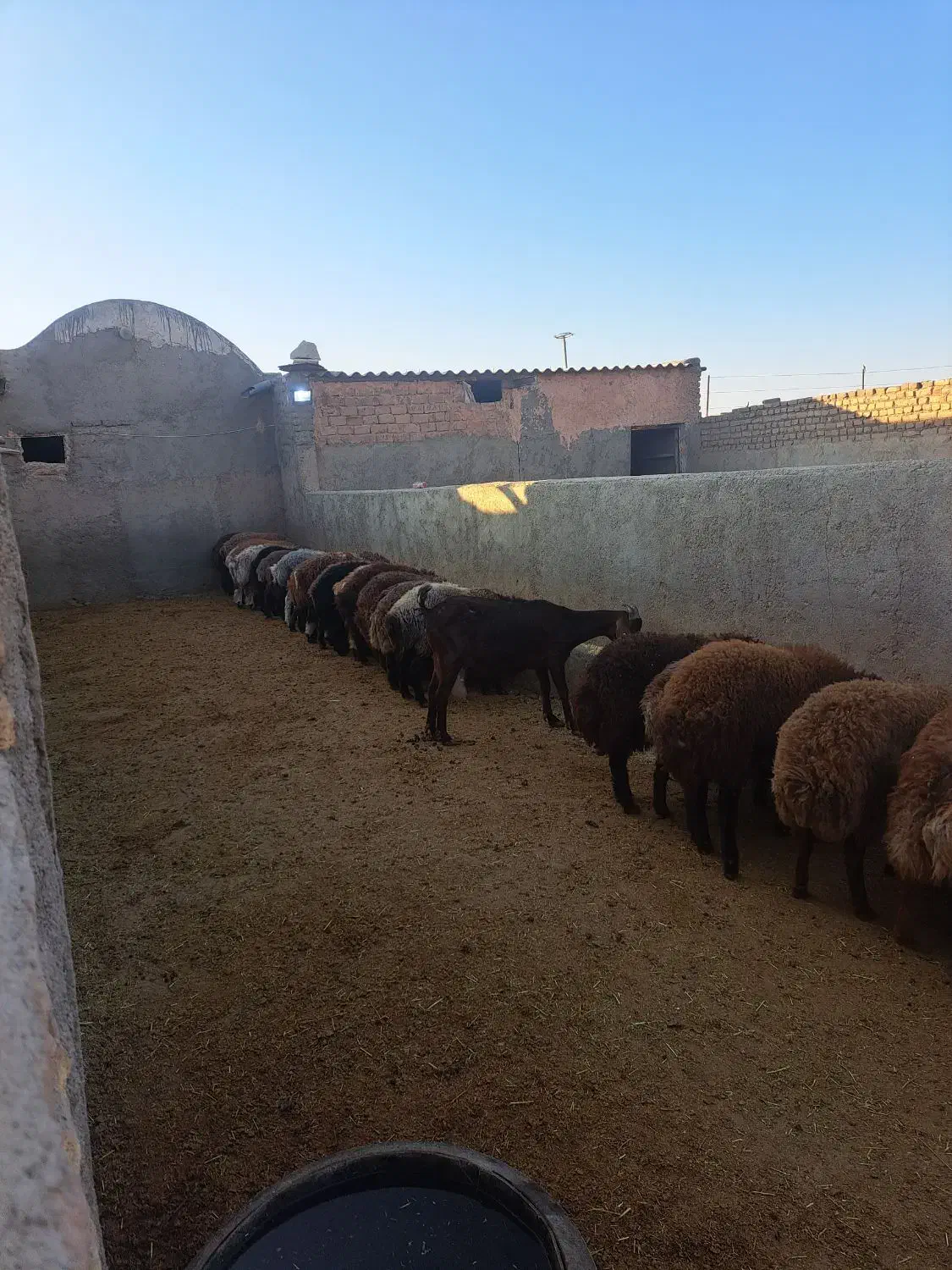 دام سبک|حیوانات مزرعه|سبزوار, قصبه شرقی|دیوار