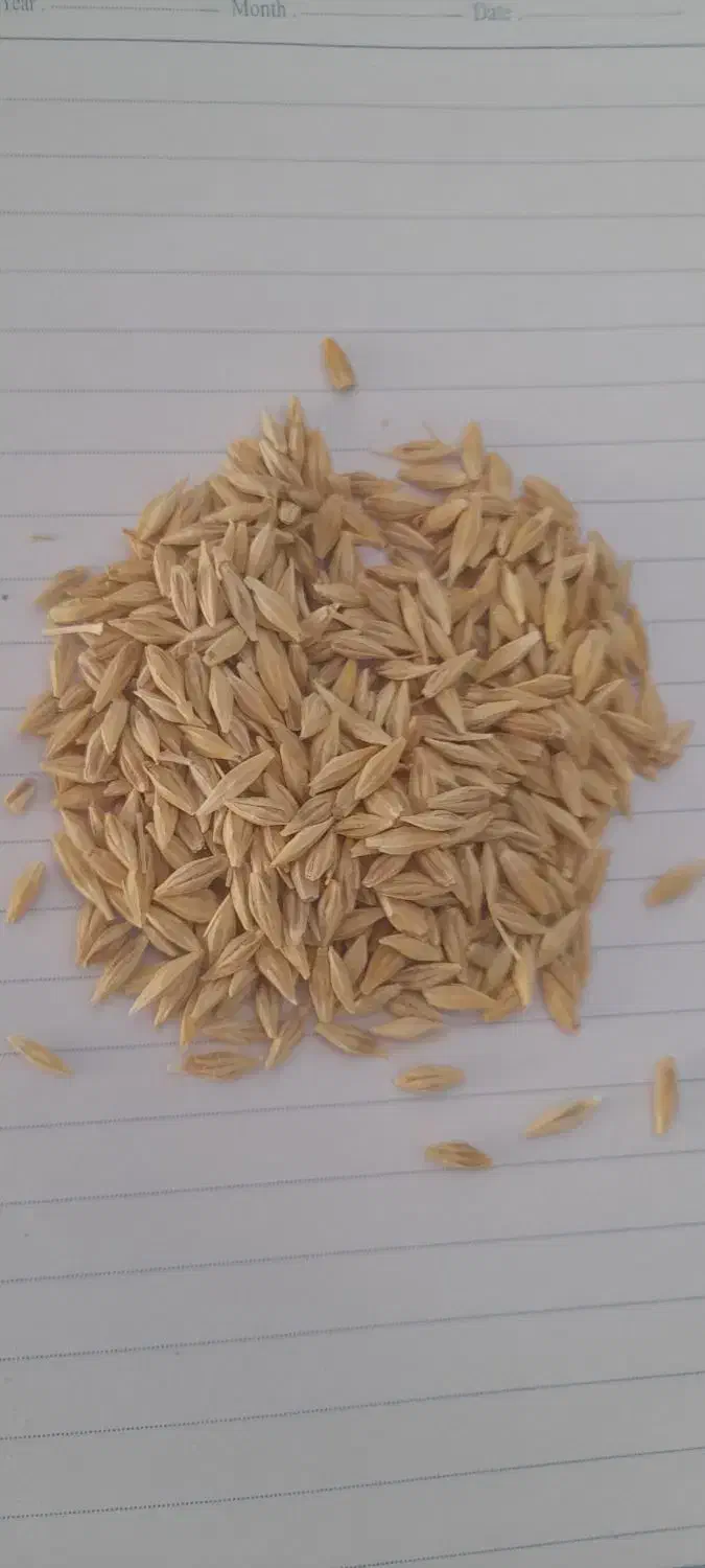 بذر جو و گندم|خدمات باغبانی و درختکاری|کبودرآهنگ, |دیوار