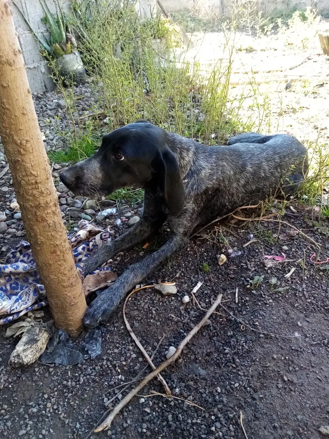 سگ شکاری|سگ|رشت, لاکان شهر|دیوار