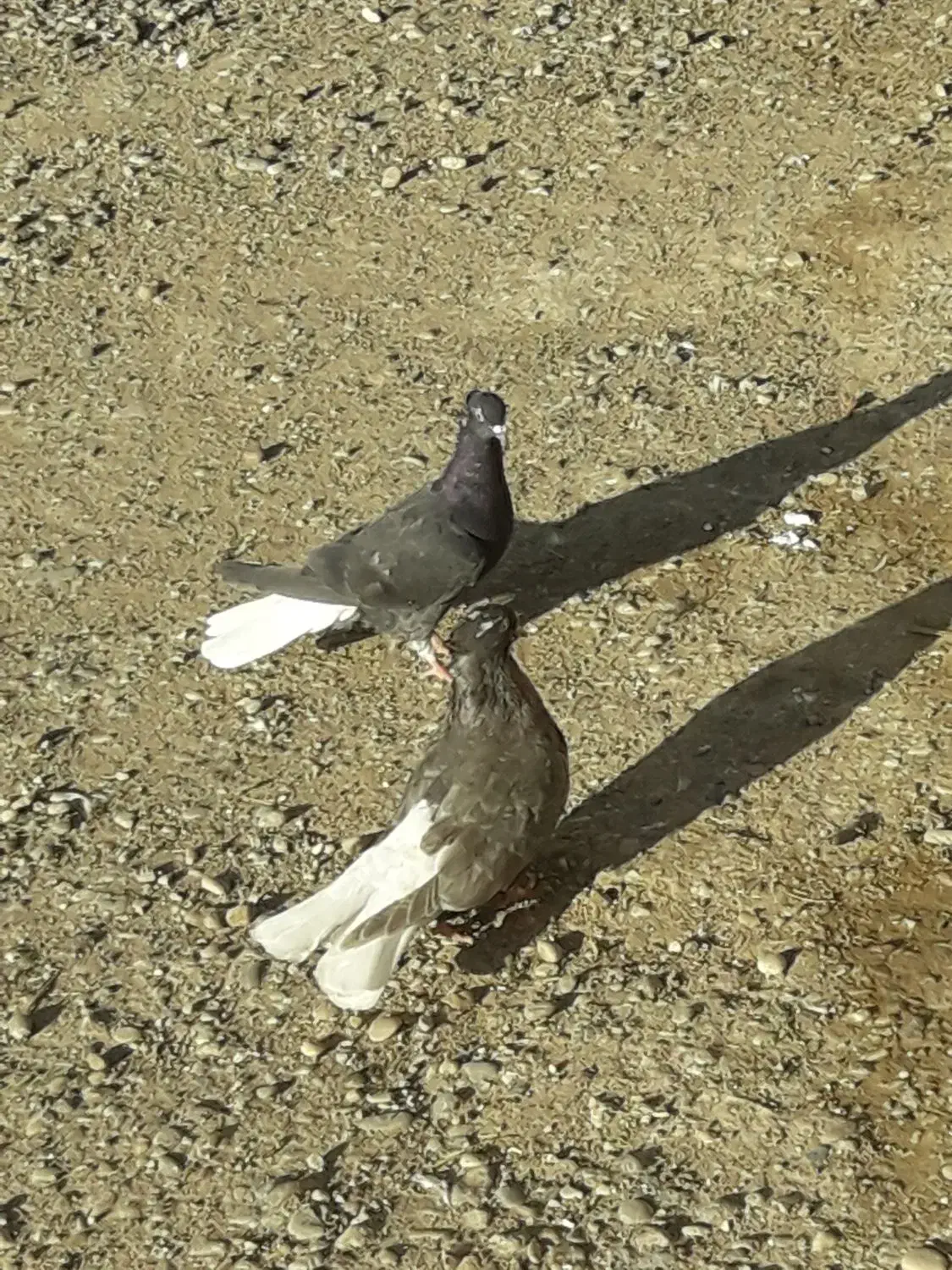 کبوتر رنگی|پرنده|حمیدیه, |دیوار