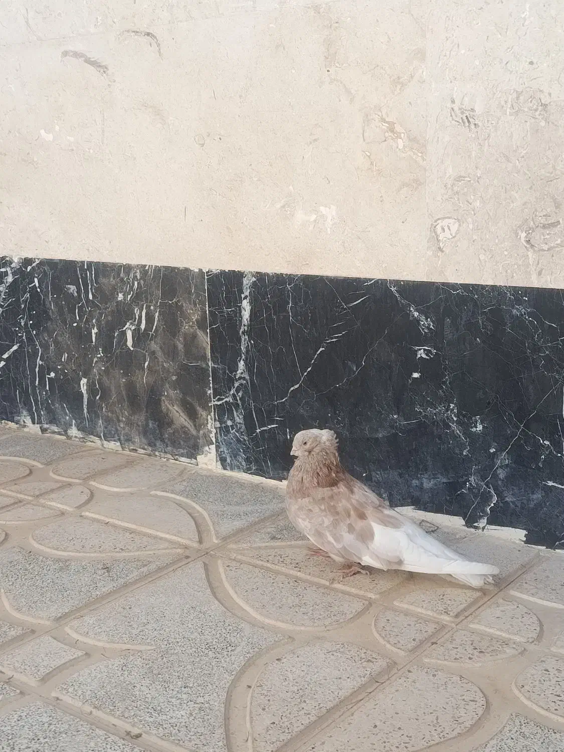 کبوتر|پرنده|شاهرود, |دیوار