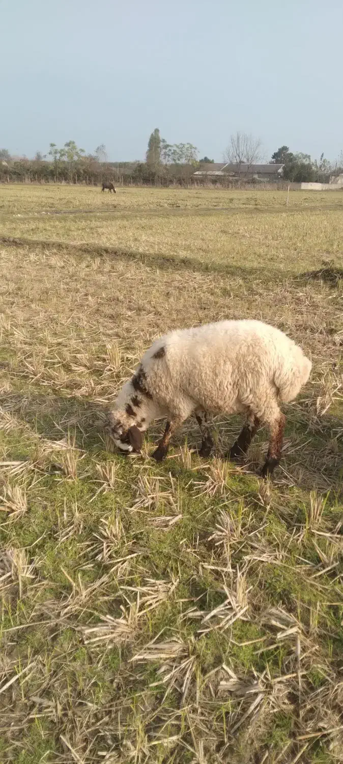 فروش بره نر|حیوانات مزرعه|تالش, جوکندان|دیوار