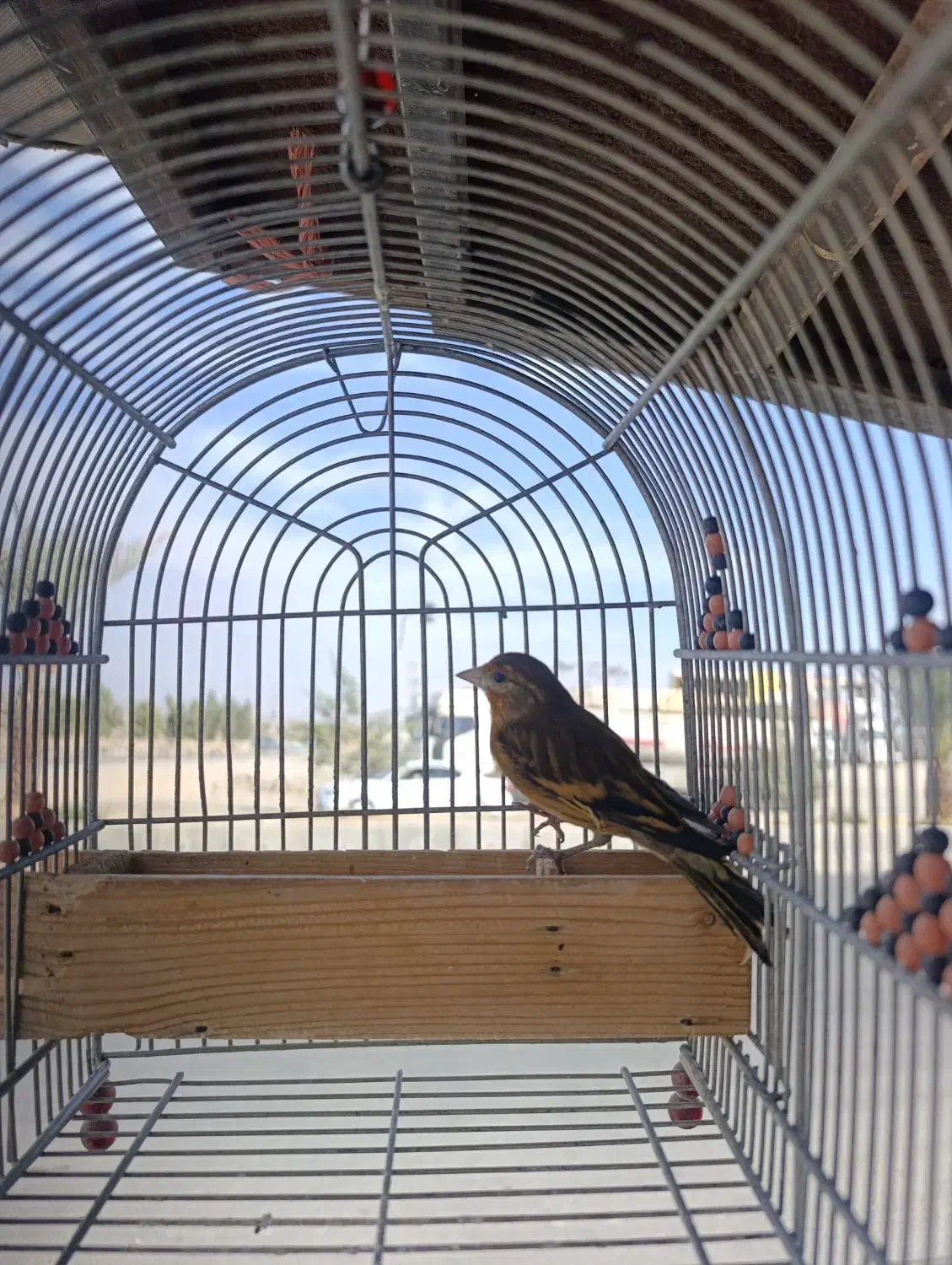 سهره قناری نر جوجه امسال|پرنده|فسا, |دیوار