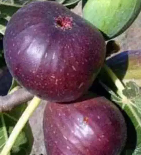 تولیدکننده پخش نهال درخت نهالستان پسته انجیرگردوقم|خدمات باغبانی و درختکاری|قم, آزادگان|دیوار