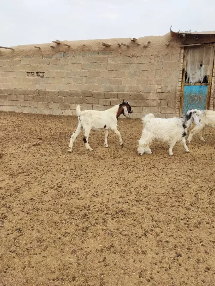کهره نر|حیوانات مزرعه|بندر ماهشهر, |دیوار