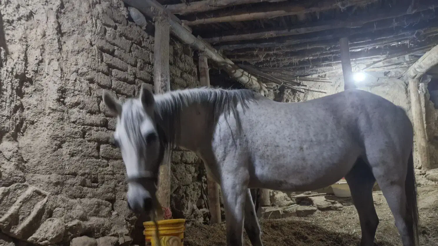 اسب|حیوانات مزرعه|نوبران, |دیوار