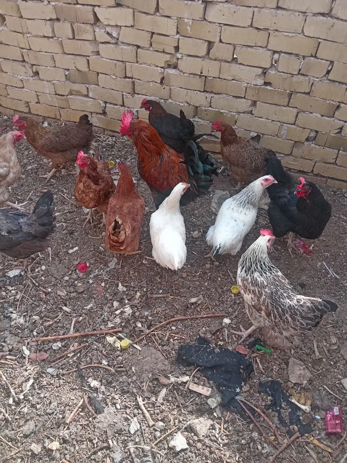 سلام تعدادی 5مرغ و1خروس محلی بفروش میرسه|حیوانات مزرعه|رشتخوار, |دیوار