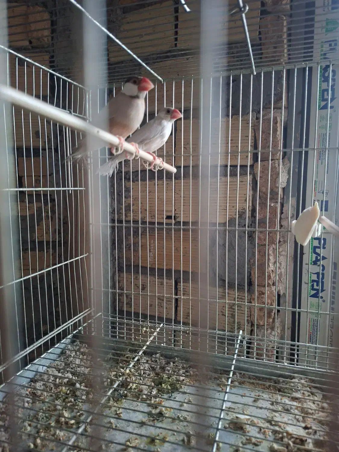 فنچ نرگسی|پرنده|اردبیل, |دیوار