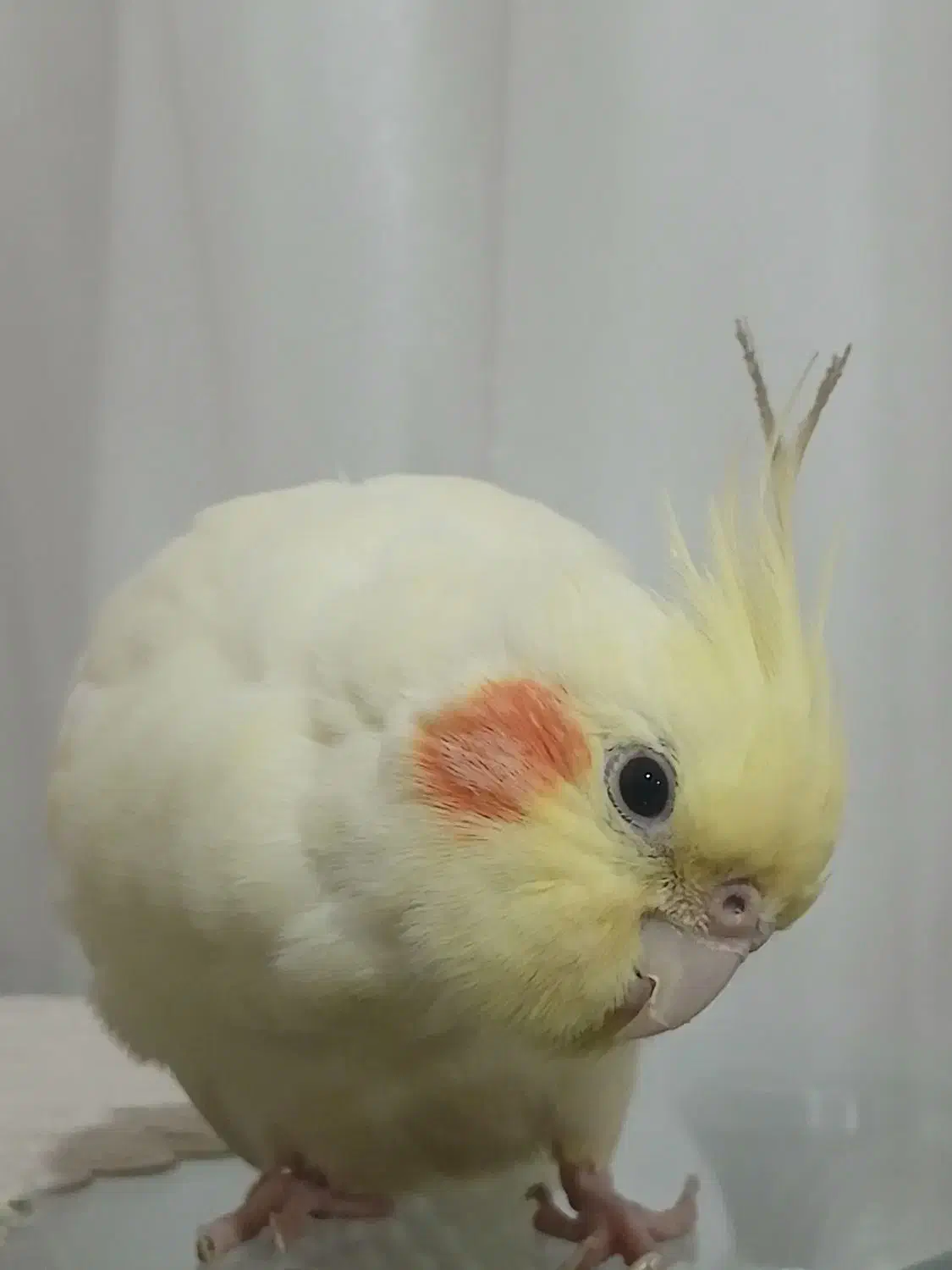 گمشده|حیوانات|مرند, |دیوار