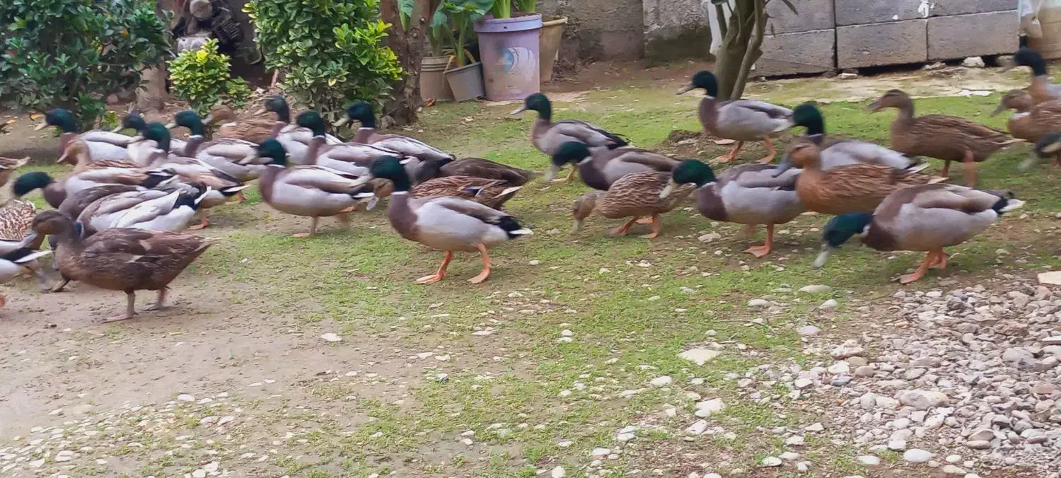 اردک (نر) پروازی اصیل فقط نر موجود|حیوانات مزرعه|رشت, شهریاران|دیوار