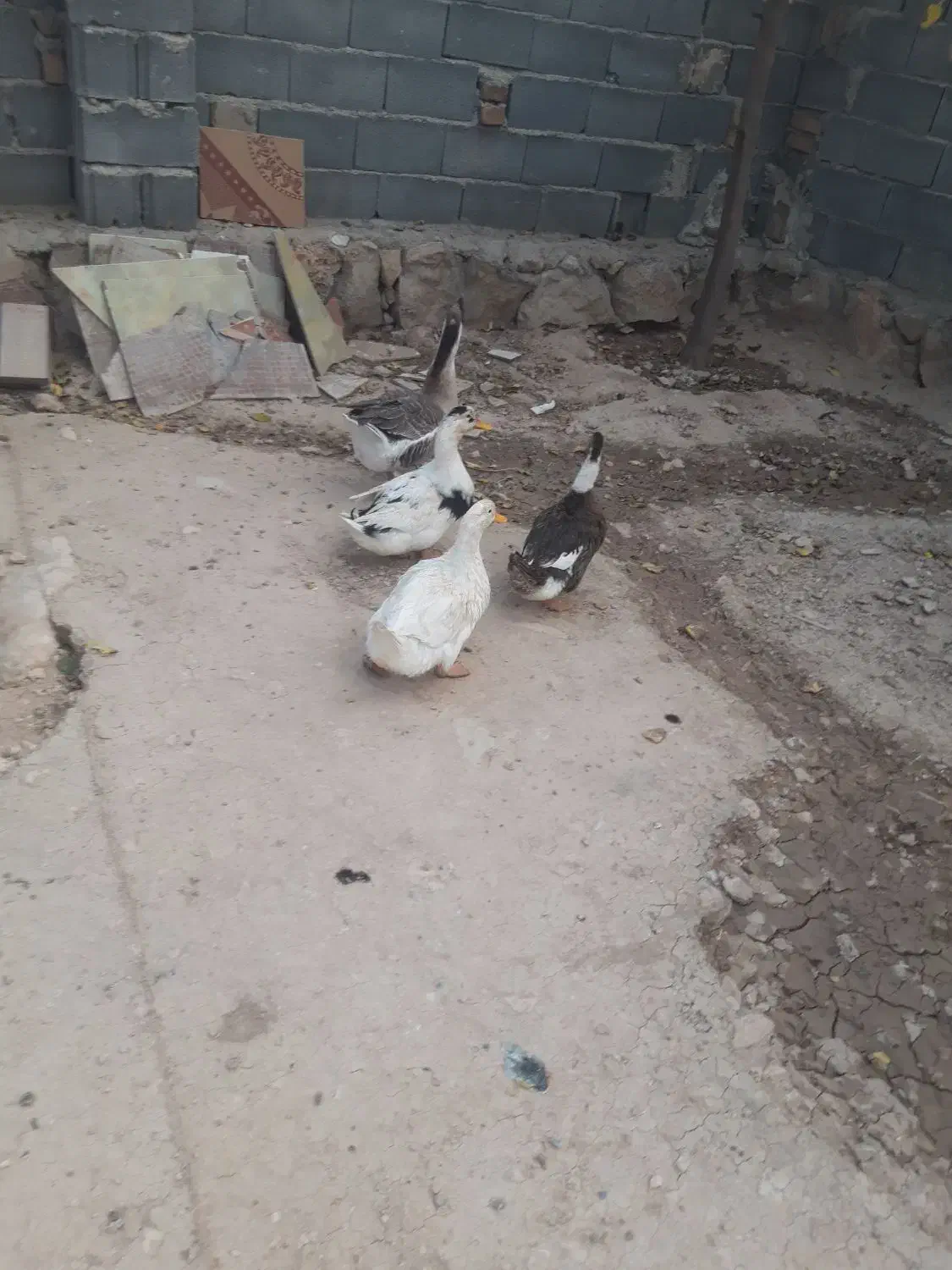 اردک و غاز|حیوانات مزرعه|سرپل ذهاب, |دیوار