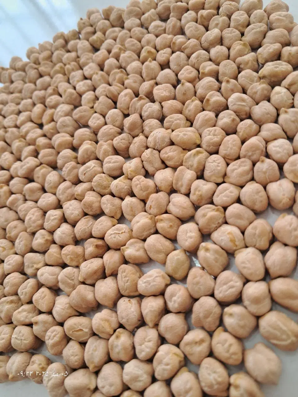 نخودممتاز دستچین فلافلی و آبگوشتی امسالی کرمانشاه|خوردنی و آشامیدنی|تهران, شوش|دیوار