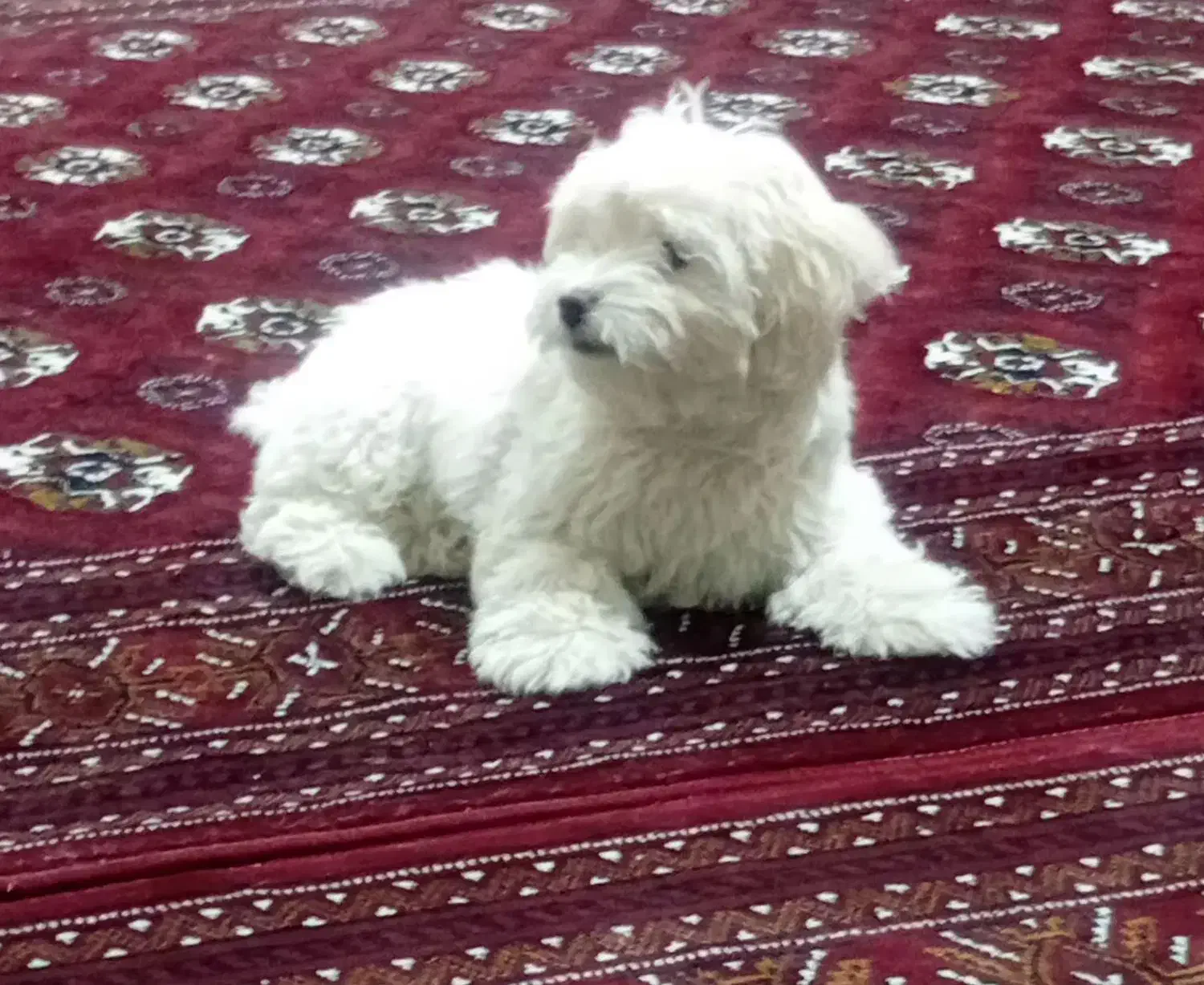 سگ پاکوتاه  شیتزو|سگ|سبزوار, نواب صفوی|دیوار