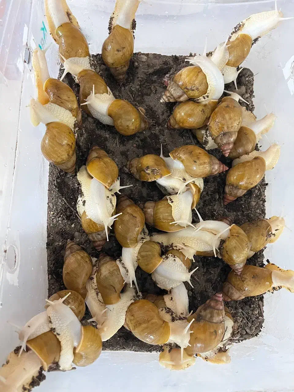 حلزون آلبینو|خزنده|نیشابور, شهرک قدس|دیوار