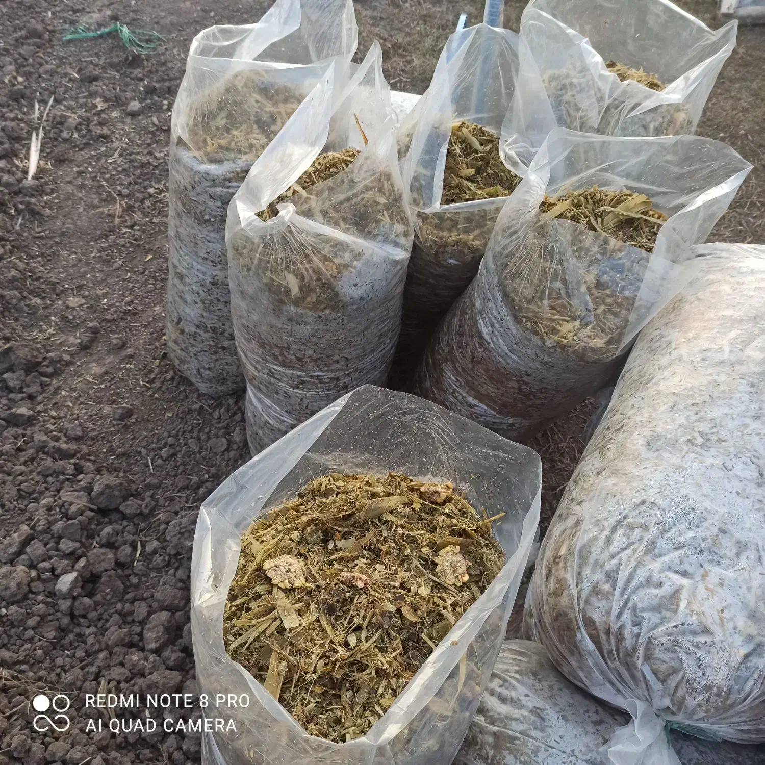 ذرت برا فروش|حیوانات مزرعه|سنگدوین, |دیوار