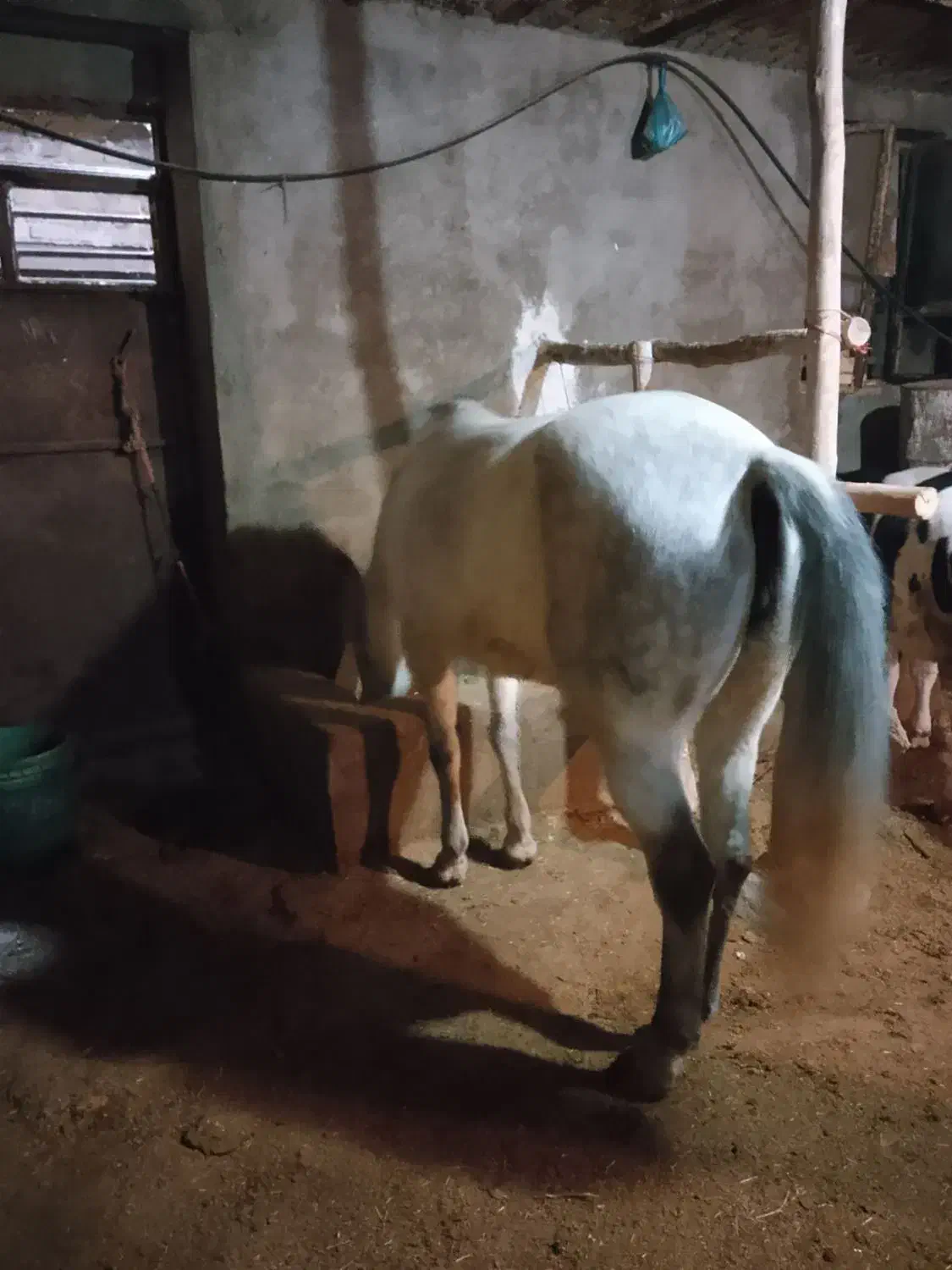 مادیون 5ساله|اسب و تجهیزات اسب‌سواری|بزینه رود, |دیوار