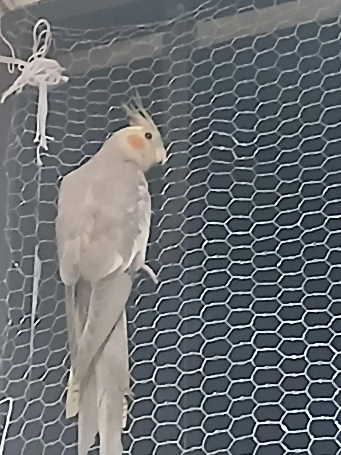 فروش عروس هلندی آشتی|پرنده|بندرعباس, |دیوار