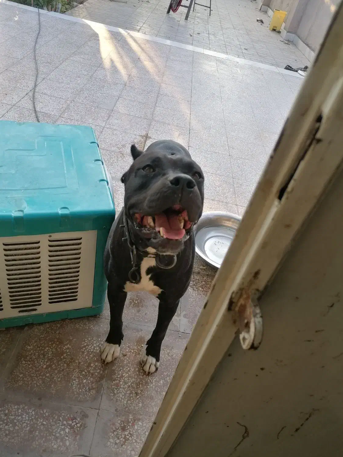 سگ پیتبول نگهبان|سگ|جیرفت, |دیوار