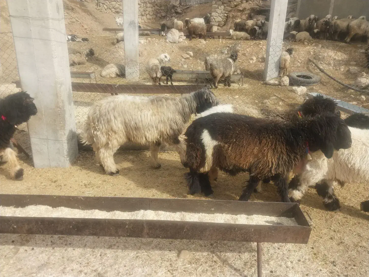 فروش کوه قوچ بختیاری همه رنگ|حیوانات مزرعه|بازفت, |دیوار