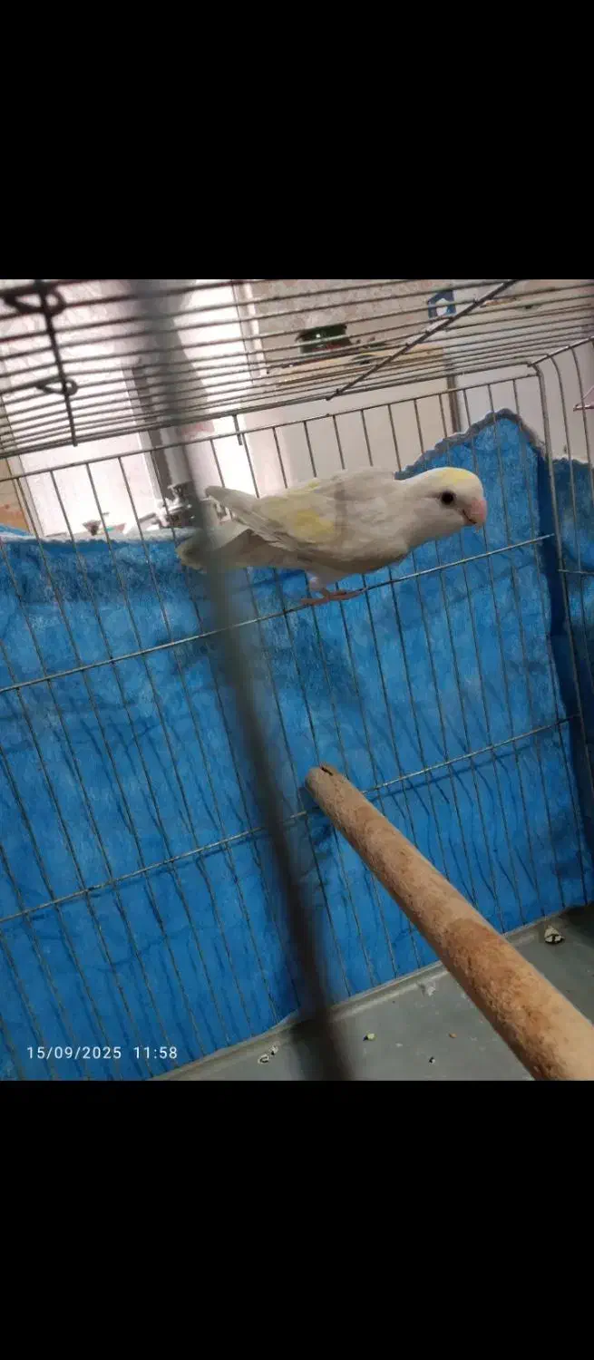 طوطی کوتوله وکبوتر|پرنده|اطاقور, |دیوار