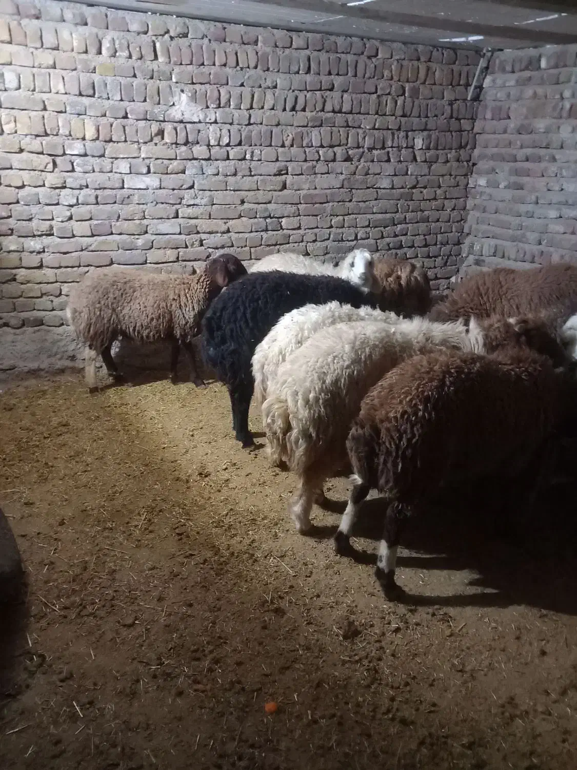 بره نر افشار صادرات|حیوانات مزرعه|پاپی, |دیوار