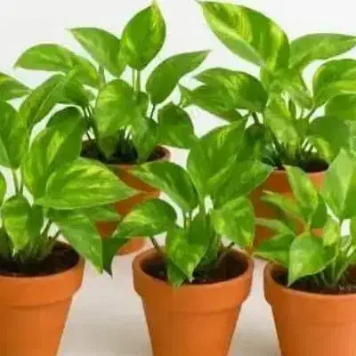 کاریابی|استخدام خدمات فروشگاه و رستوران|ماسوله, |دیوار