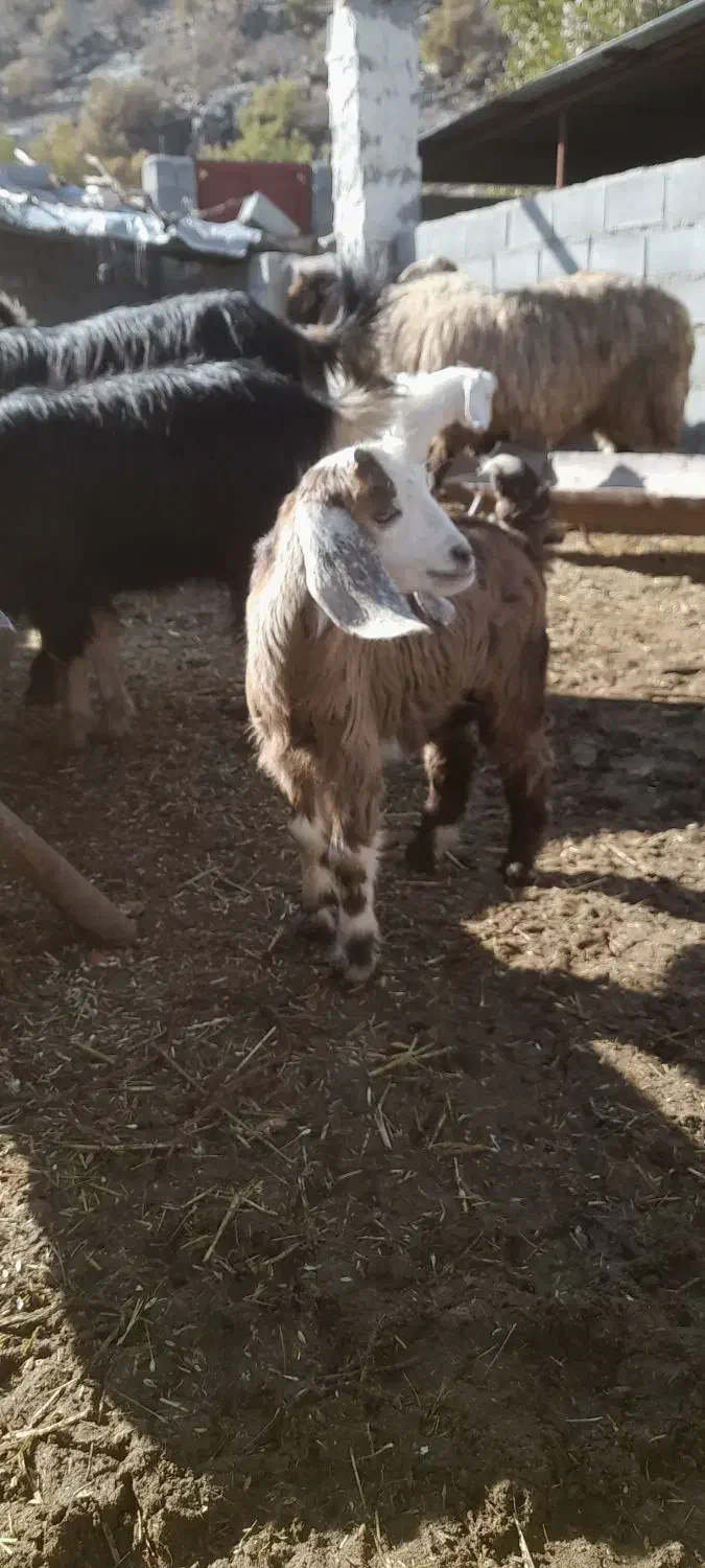 حیون|حیوانات مزرعه|دهدشت, |دیوار