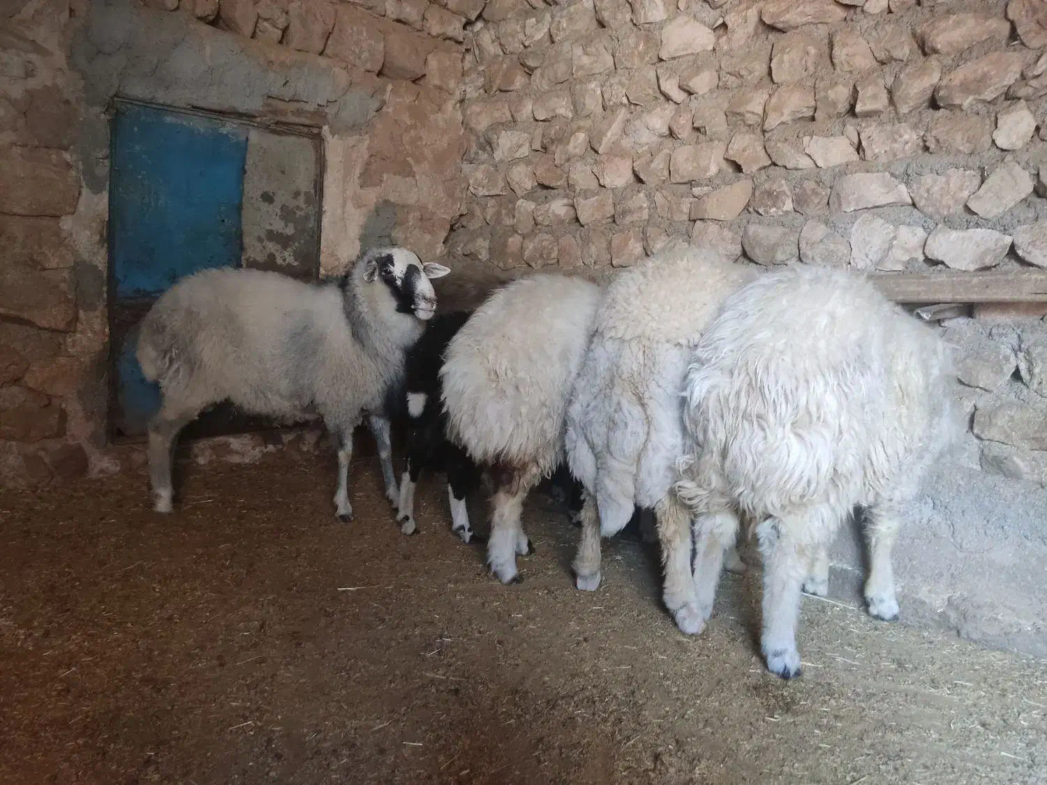 چهار عدد بره قوچ|حیوانات مزرعه|اسلامآباد غرب, |دیوار