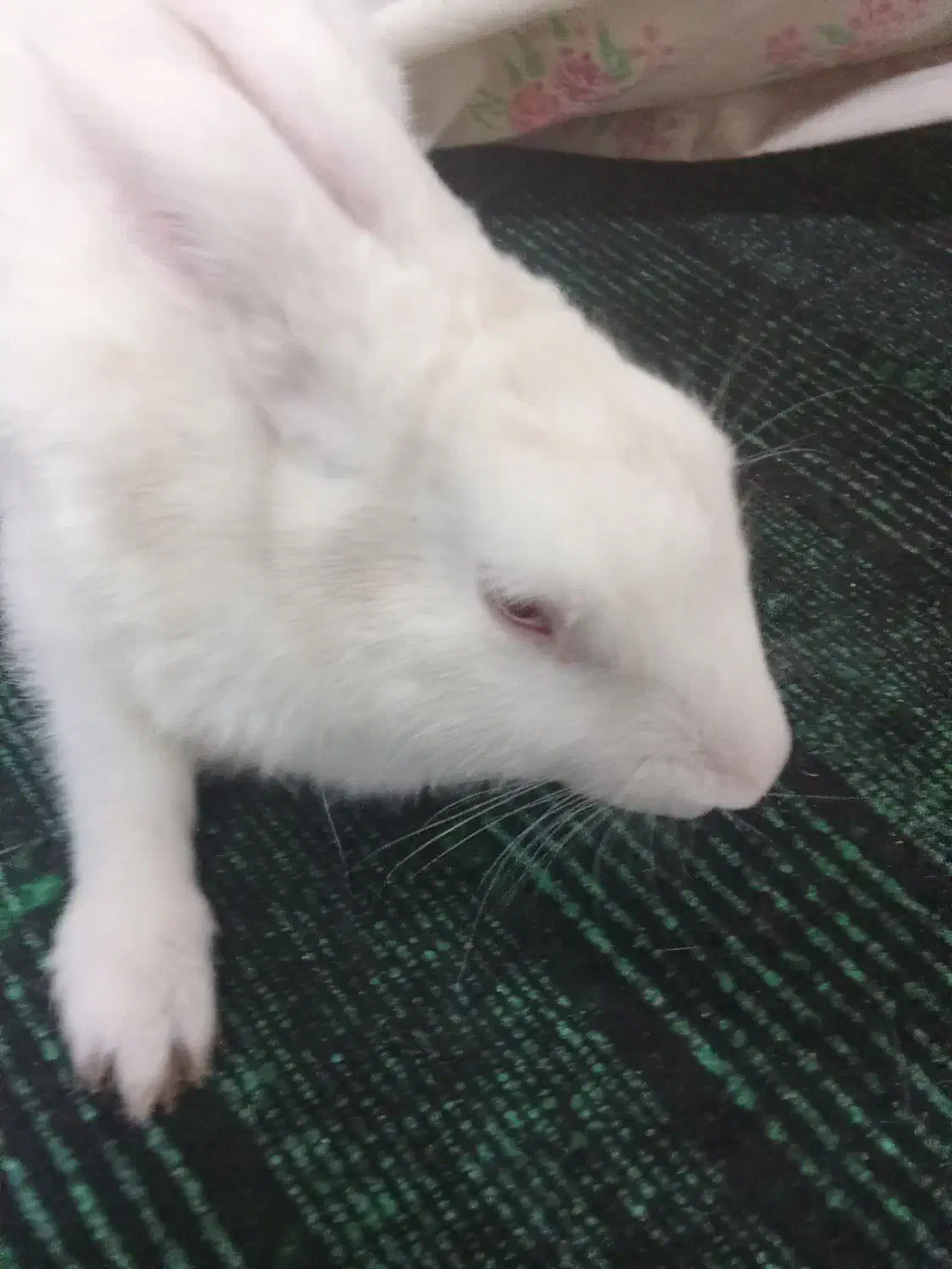 خرگوش اهلی سفیدچشم آلبالویی|موش و خرگوش|بم, |دیوار