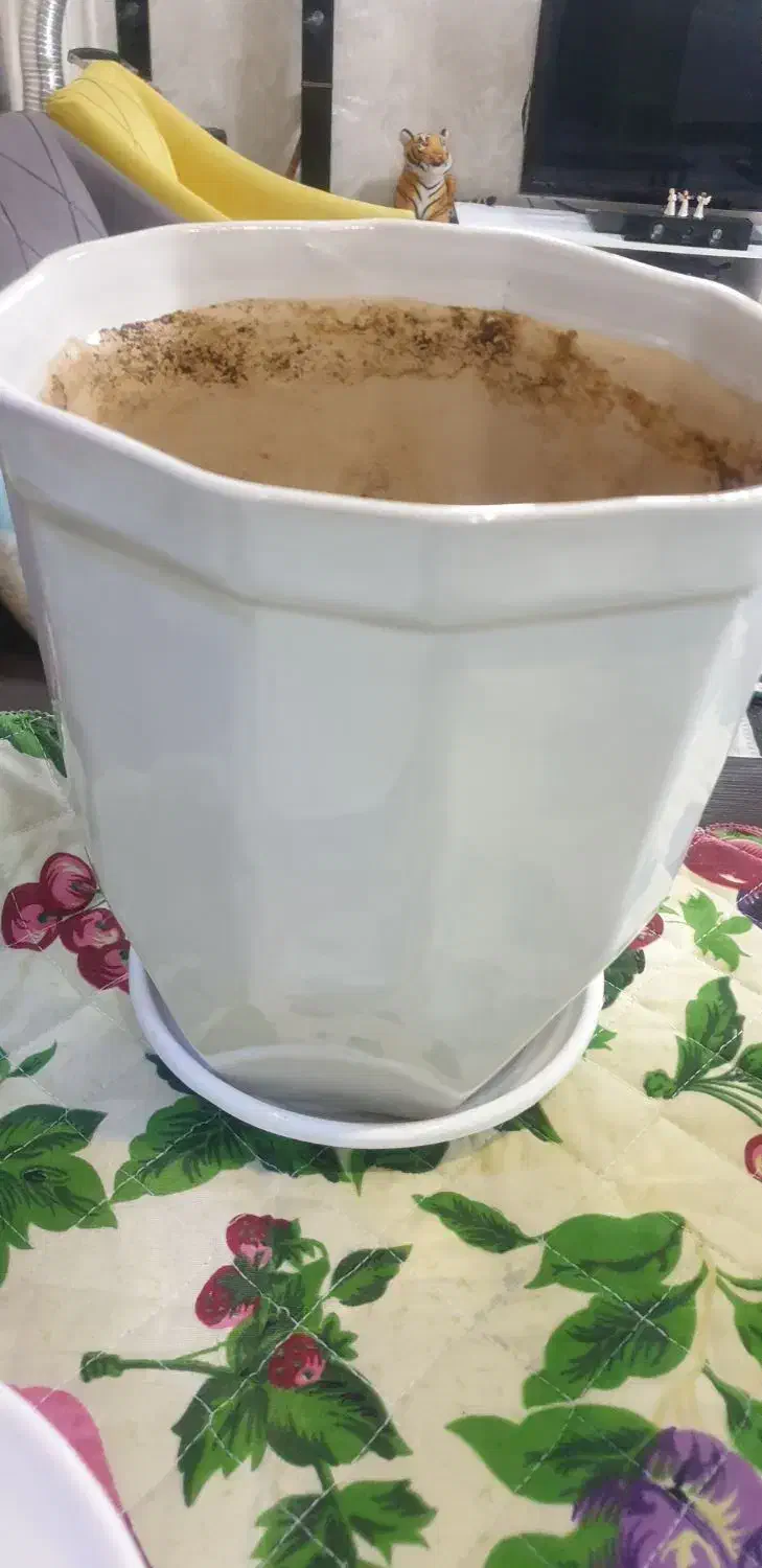 گلدان|گل و گیاه طبیعی|ری, فیروزآبادی|دیوار