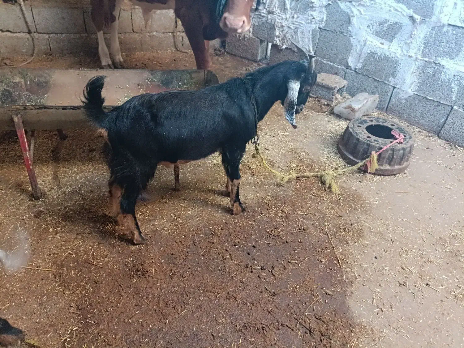 بز با کره نر|حیوانات مزرعه|آبپخش, |دیوار