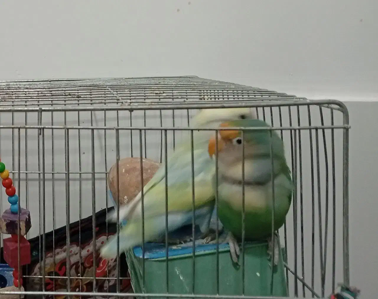 طوطی|پرنده|مرودشت, ژیان|دیوار