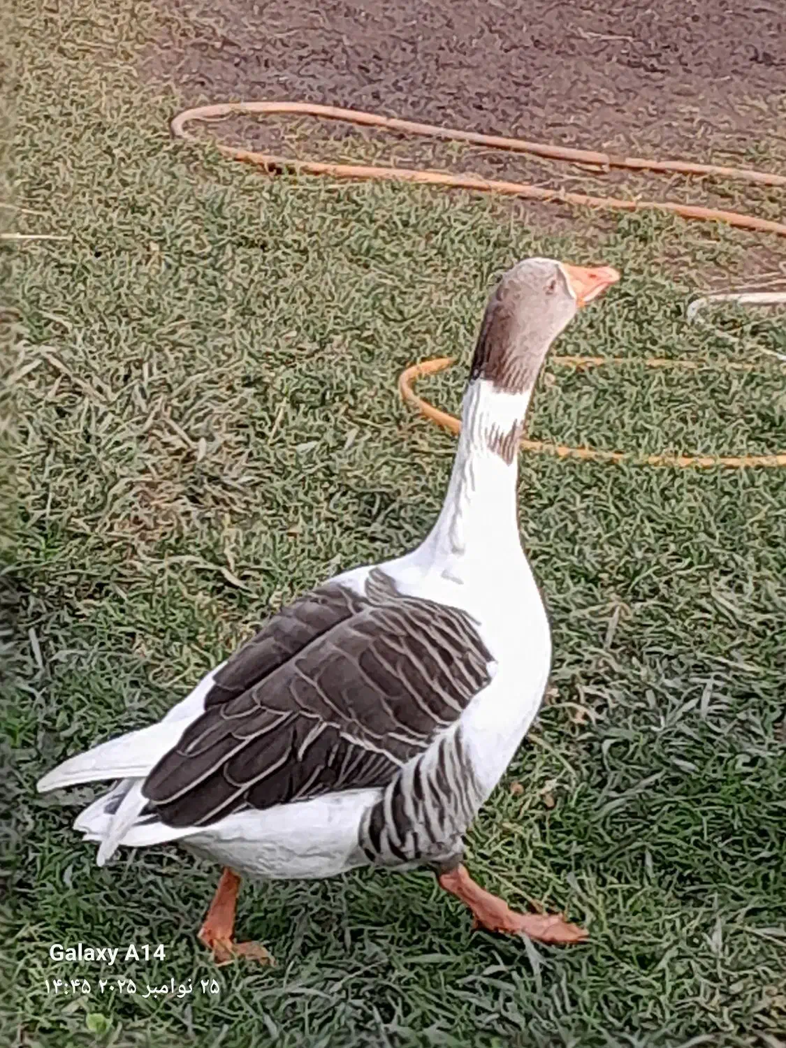 غاز سالم|حیوانات مزرعه|سنگر, |دیوار