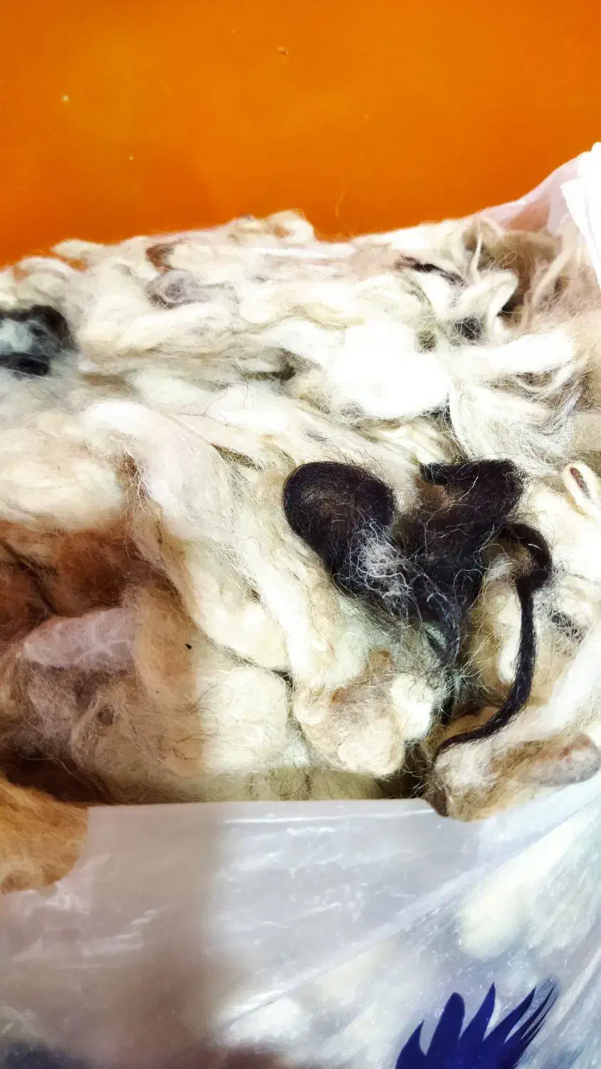 پشم گوسفند|رختخواب، بالش، پتو|بندر انزلی, بی بی حوریه|دیوار