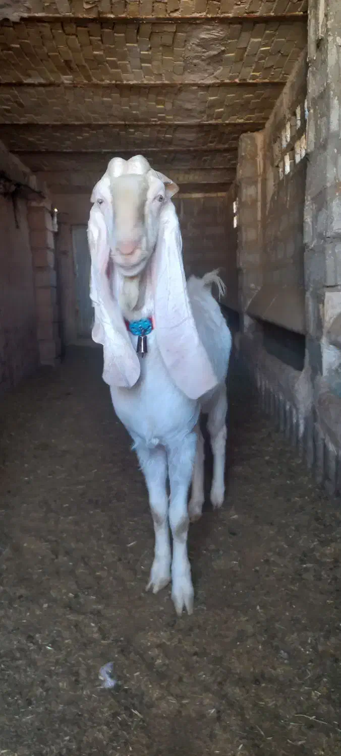 بره نر تخمی و چبوش|حیوانات مزرعه|آیسک, |دیوار