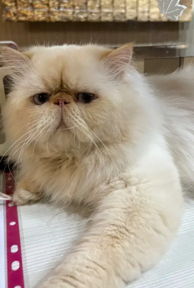 گربه پرشین|گربه|رشت, کوی عرفان|دیوار