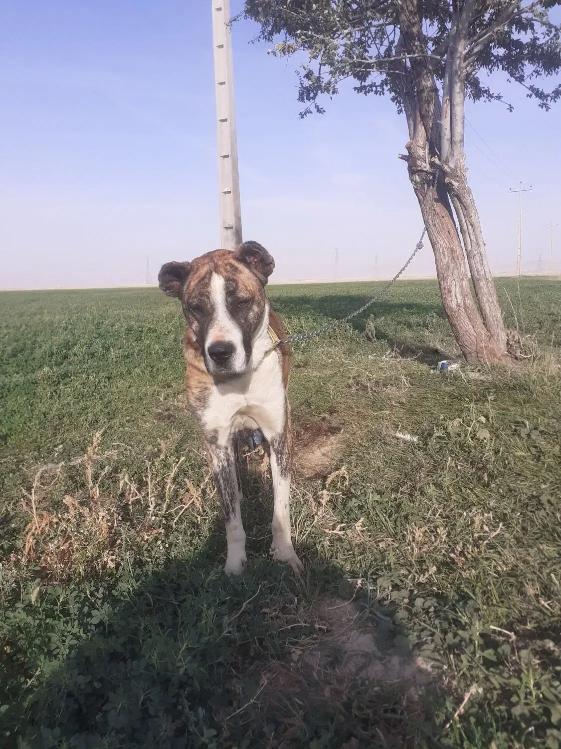 سگ افغان سن دو سال|سگ|میلاجرد, |دیوار