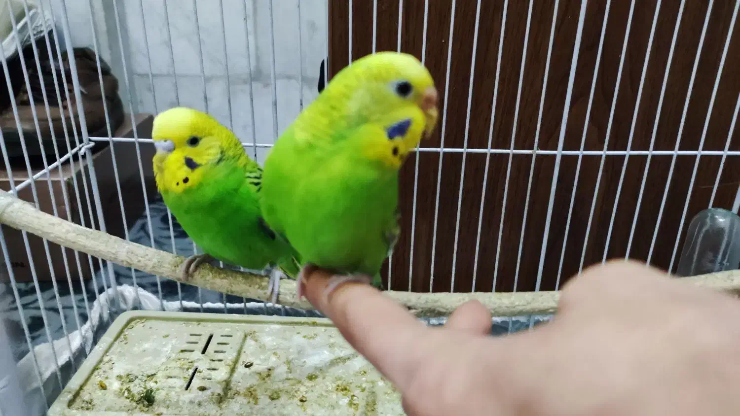 یک جفت مرغ عشق دستی|پرنده|ری, شهید غیوری (ابن باویه)|دیوار