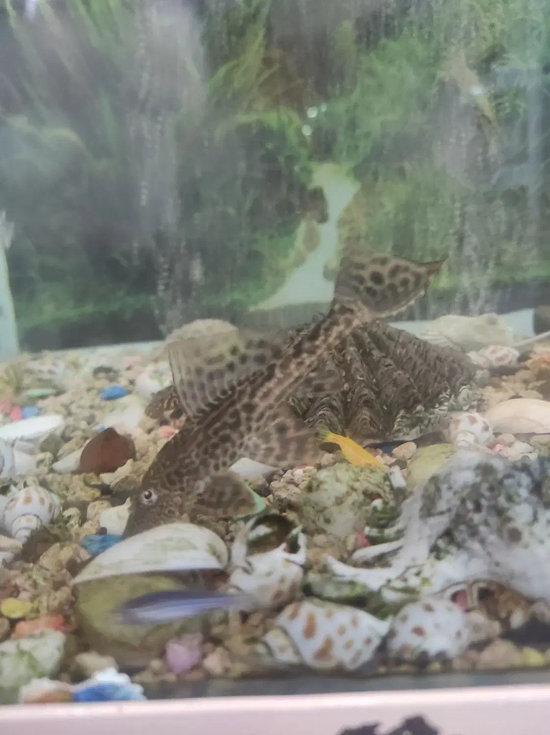 لجن خوار|ماهی|سنندج, |دیوار