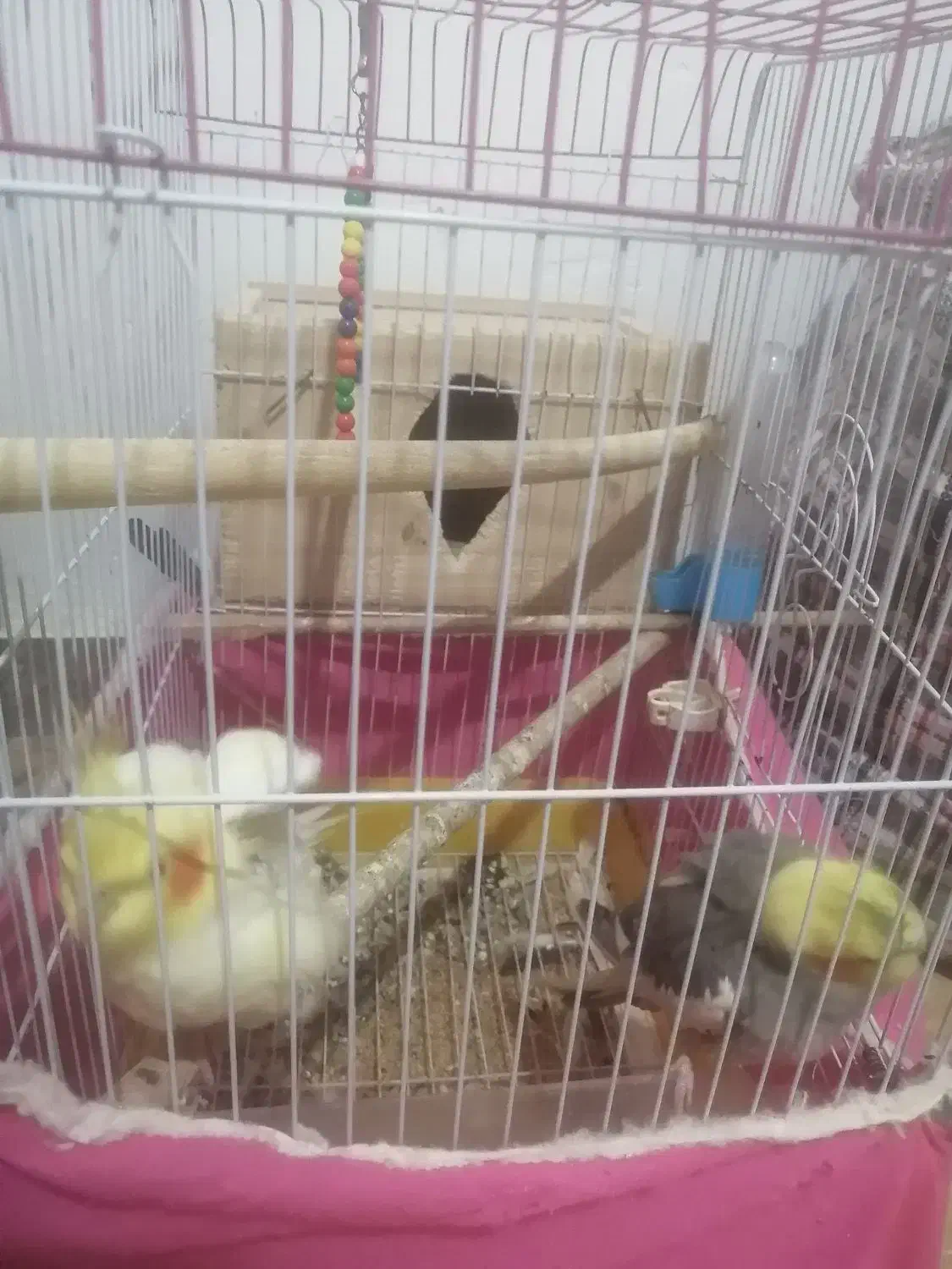 دو جفت طوطی عروس مولد|پرنده|رشت, چمارسرا|دیوار