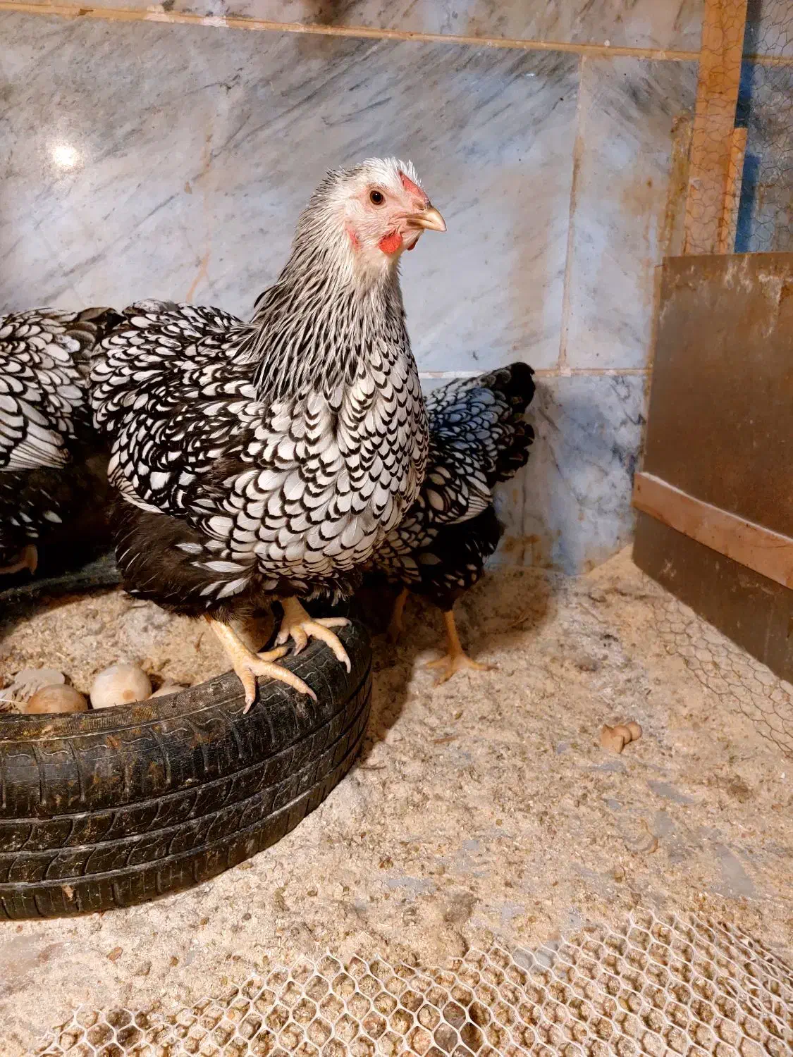 تخم مرغ نطفه دار ویاندوت جی اس سیلور بلو|حیوانات مزرعه|تهران, جیحون|دیوار