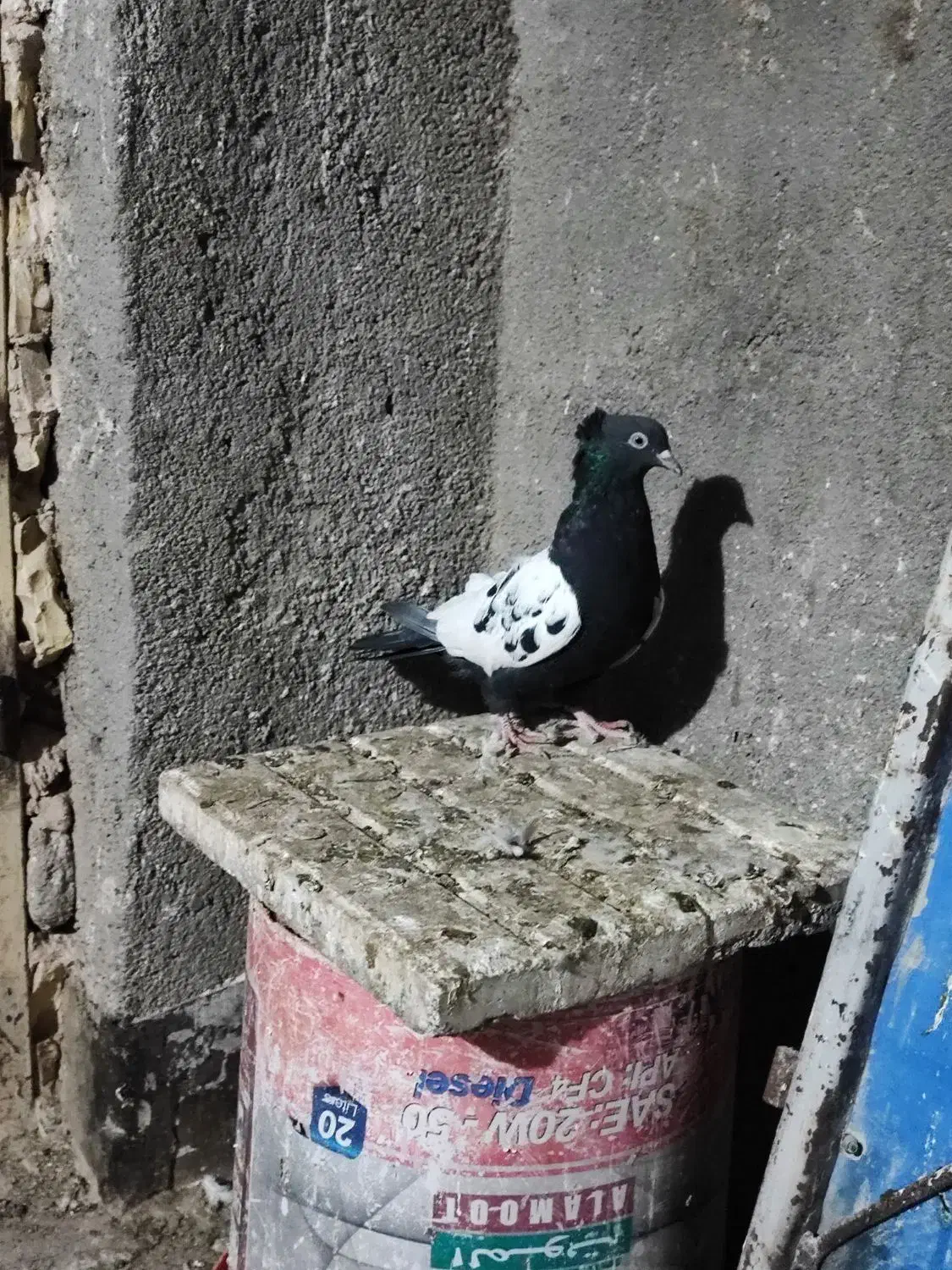 ساده و سینه کفتر جفتگاه وپرش|پرنده|رضویه, |دیوار